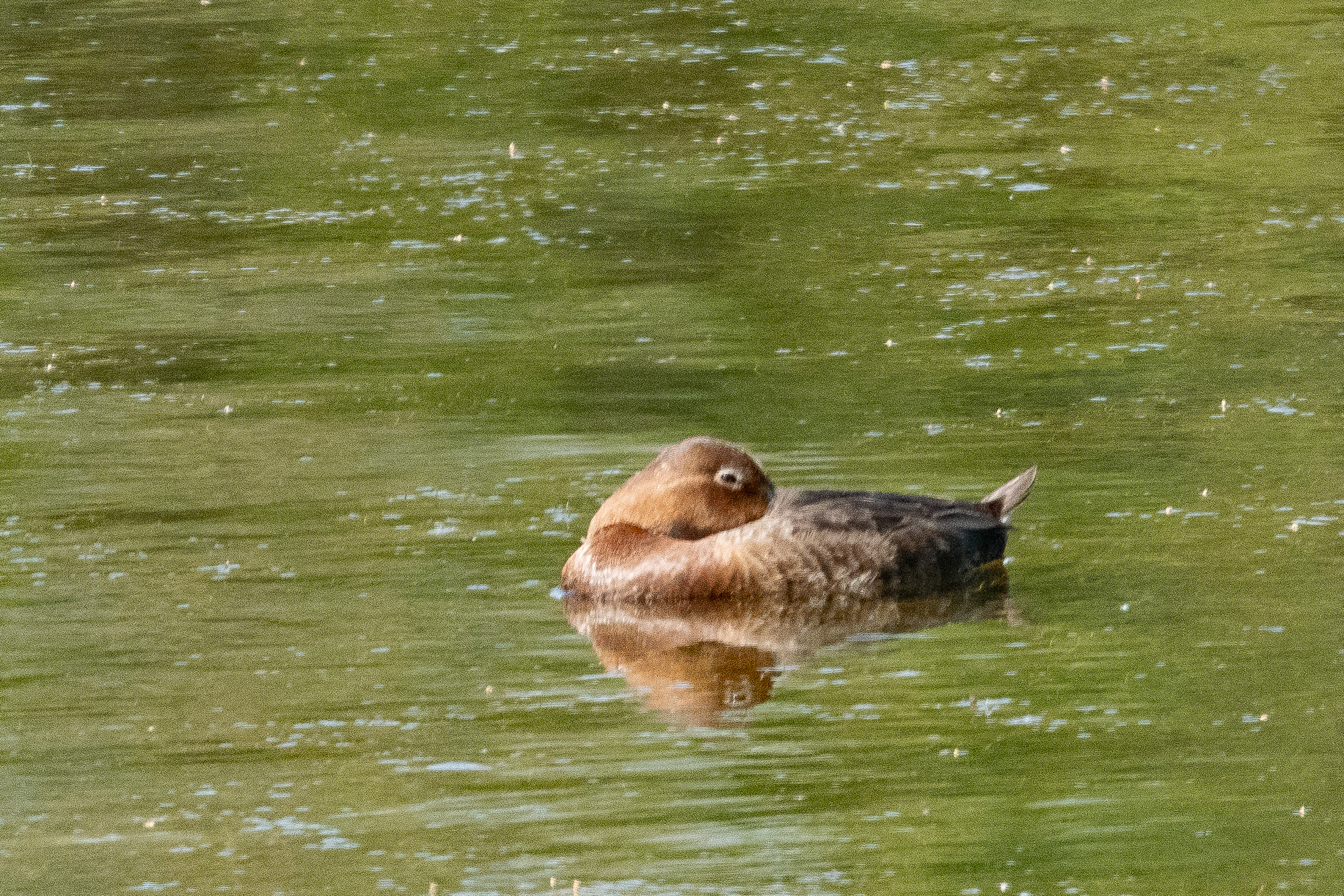 Fuligule Milouin femelle ((Common Pochard, Aythia ferina) tirant profit du chaud soleil de Juin, Réserve Naturelle de Mont-Bernanchon, Hauts de France.